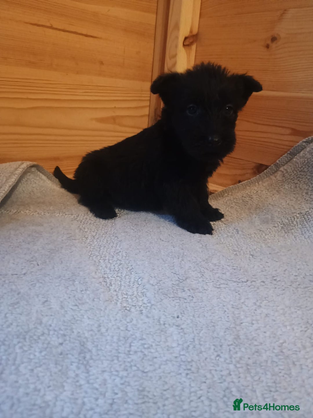Mixed Breed dogs for sale: Scottish terrier x miniature schnauzer  - Advert 7