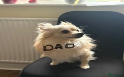 Pomeranian dogs for sale:  Adorable Pomeranian puppies  - Image 17