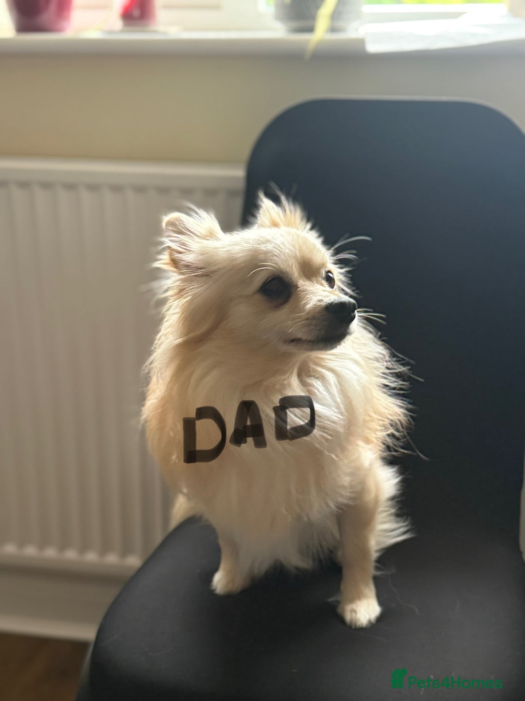 Pomeranian dogs for sale:  Adorable Pomeranian puppies  - Image 17