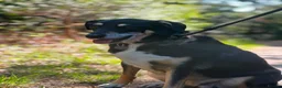 Mixed Breed dogs for adoption: Heartbreaking rehome for BINGO - Advert 2