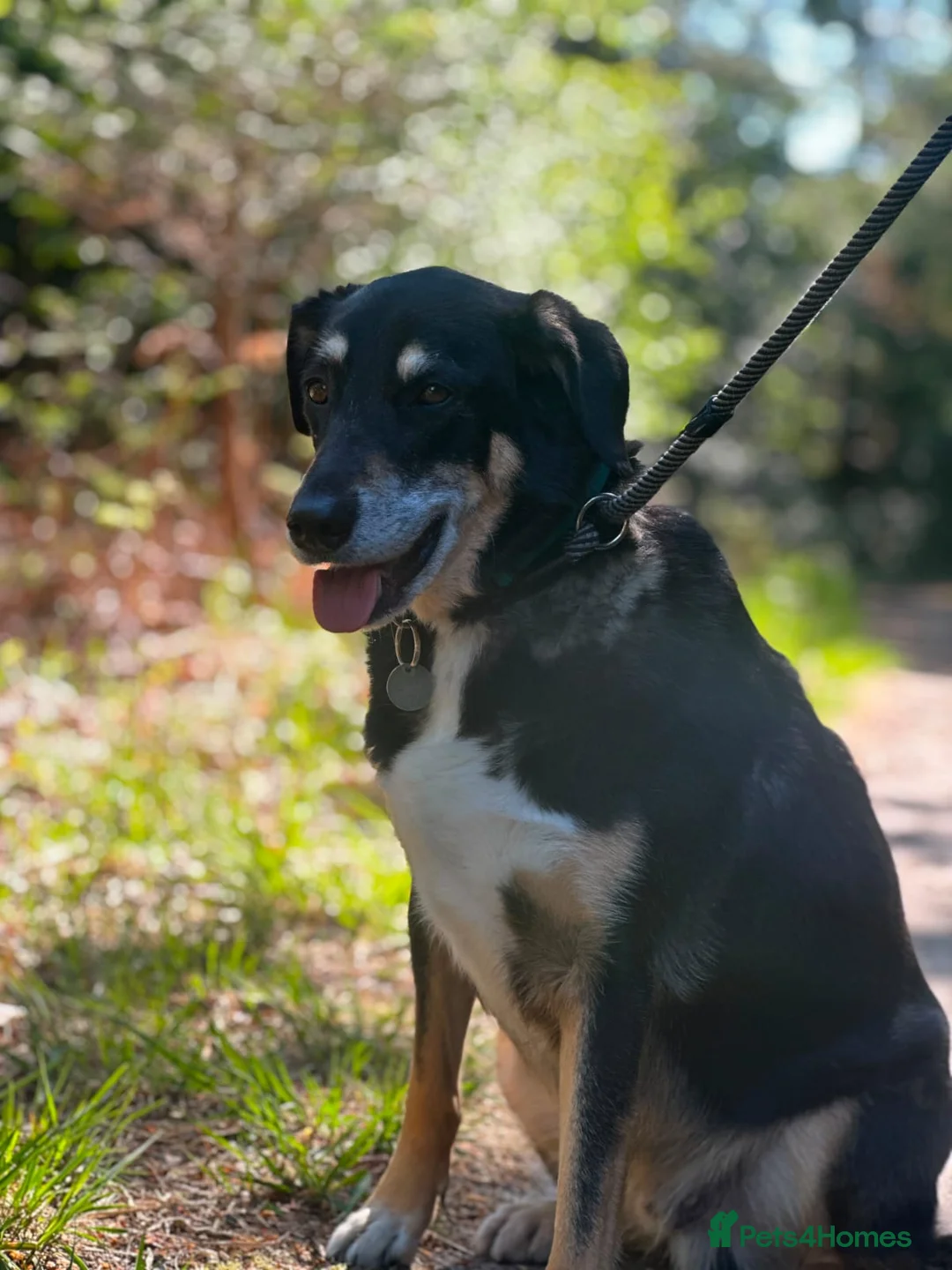 Mixed Breed dogs for adoption: Heartbreaking rehome for BINGO - Advert 2