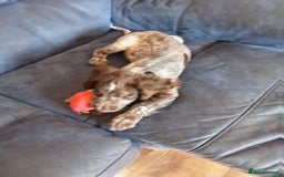 Cocker Spaniel dogs for sale: Cocker spaniel  - Image 2