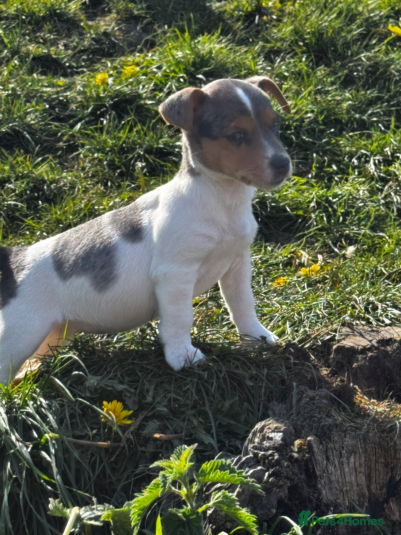 Jack Russell dogs for sale: ⭐️ mini Jack Russel puppies ⭐️ - Advert 4