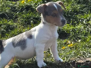 Jack Russell dogs for sale: ⭐️ mini Jack Russel puppies ⭐️ - Advert 4