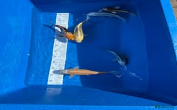 Koi Carp fish for sale: Various koi carp - Image 19
