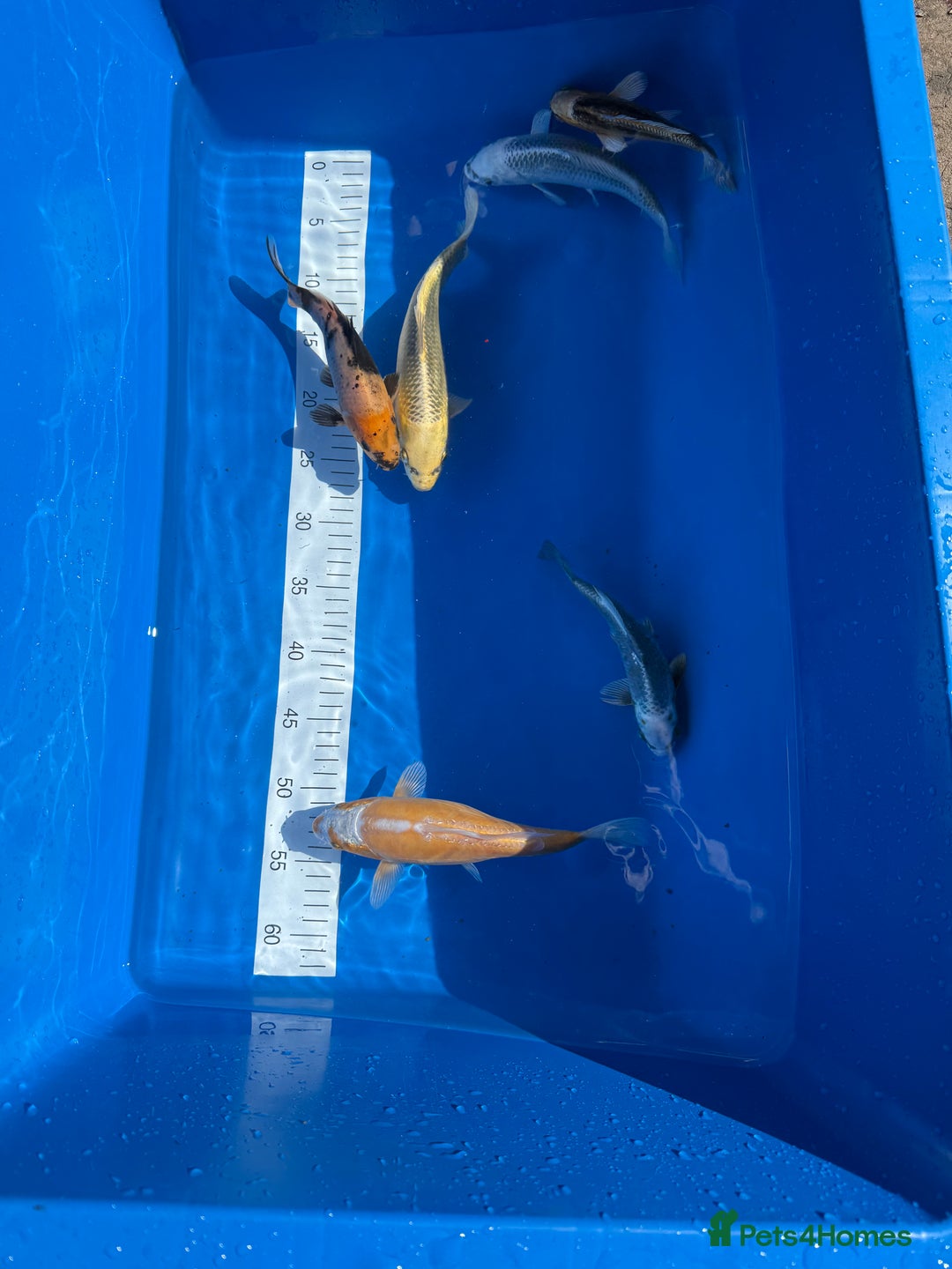 Koi Carp fish for sale: Various koi carp - Image 19