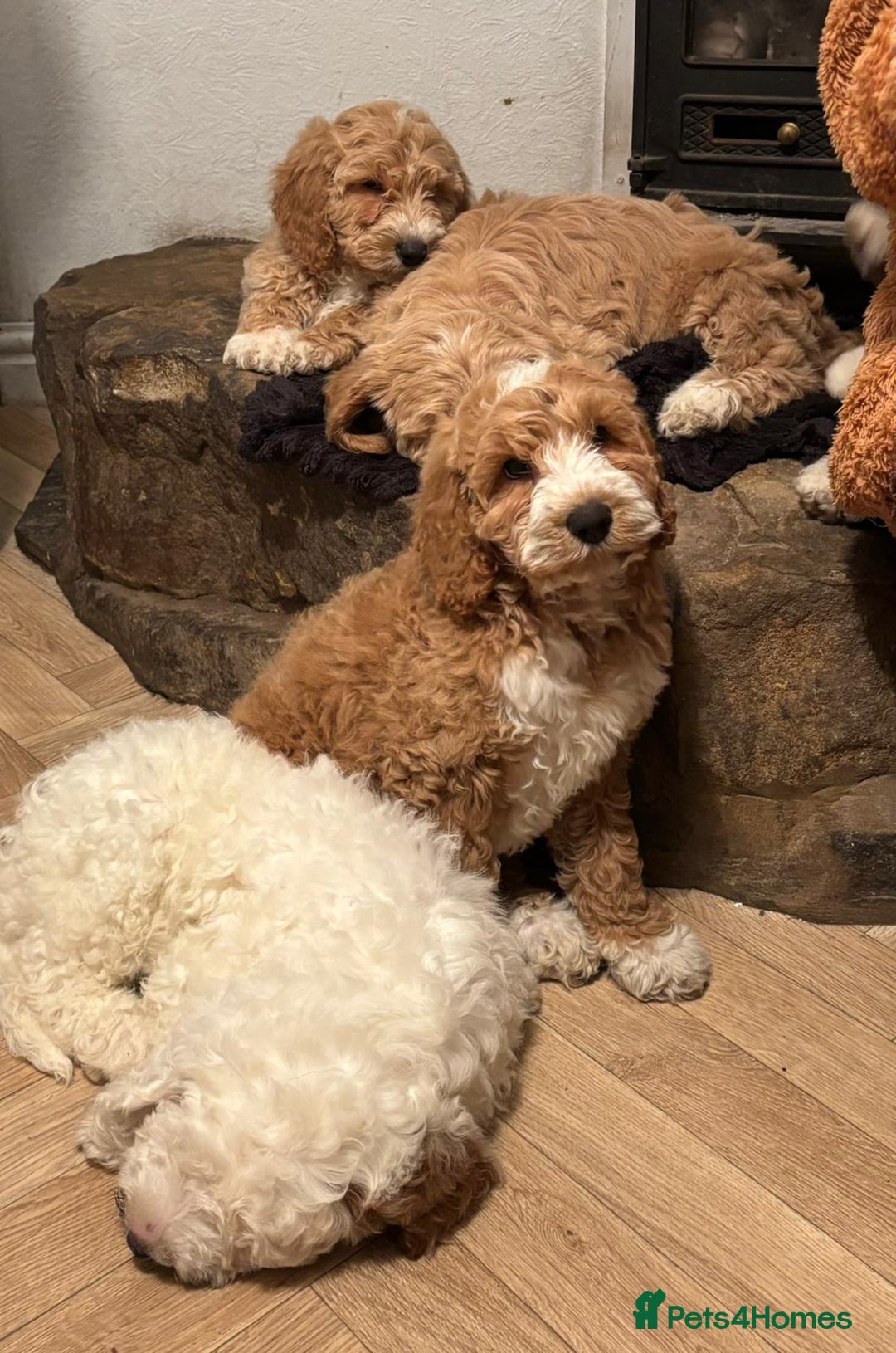 Australian Labradoodle dogs for sale: Australian Labradoodles for Sale - Advert 32