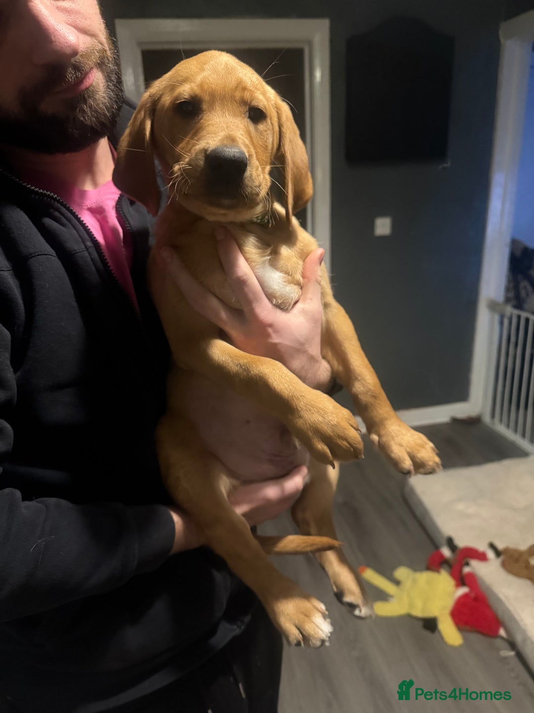 Labrador Retriever dogs for sale: Labradors ready to leave now!! - Advert 2