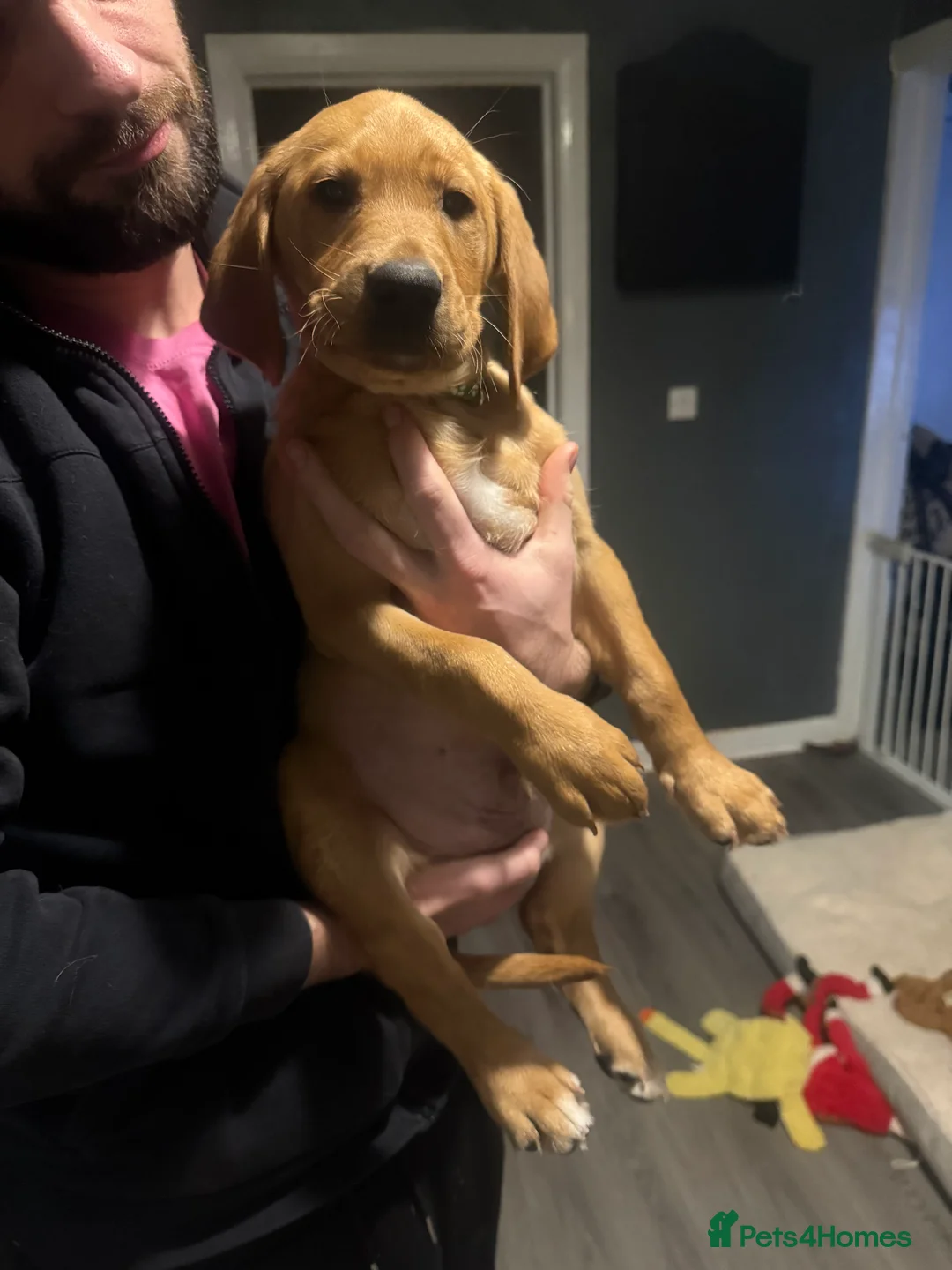 Labrador Retriever dogs for sale: Labradors ready to leave now!! - Advert 3