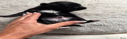 Jackapoo dogs for sale: Jackapoo beautiful puppies  - Advert 11