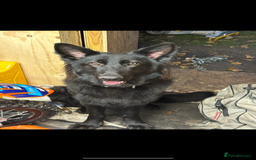 German Shepherd dogs for sale: Beautiful 11 month old gsd looking for home  - Advert 3