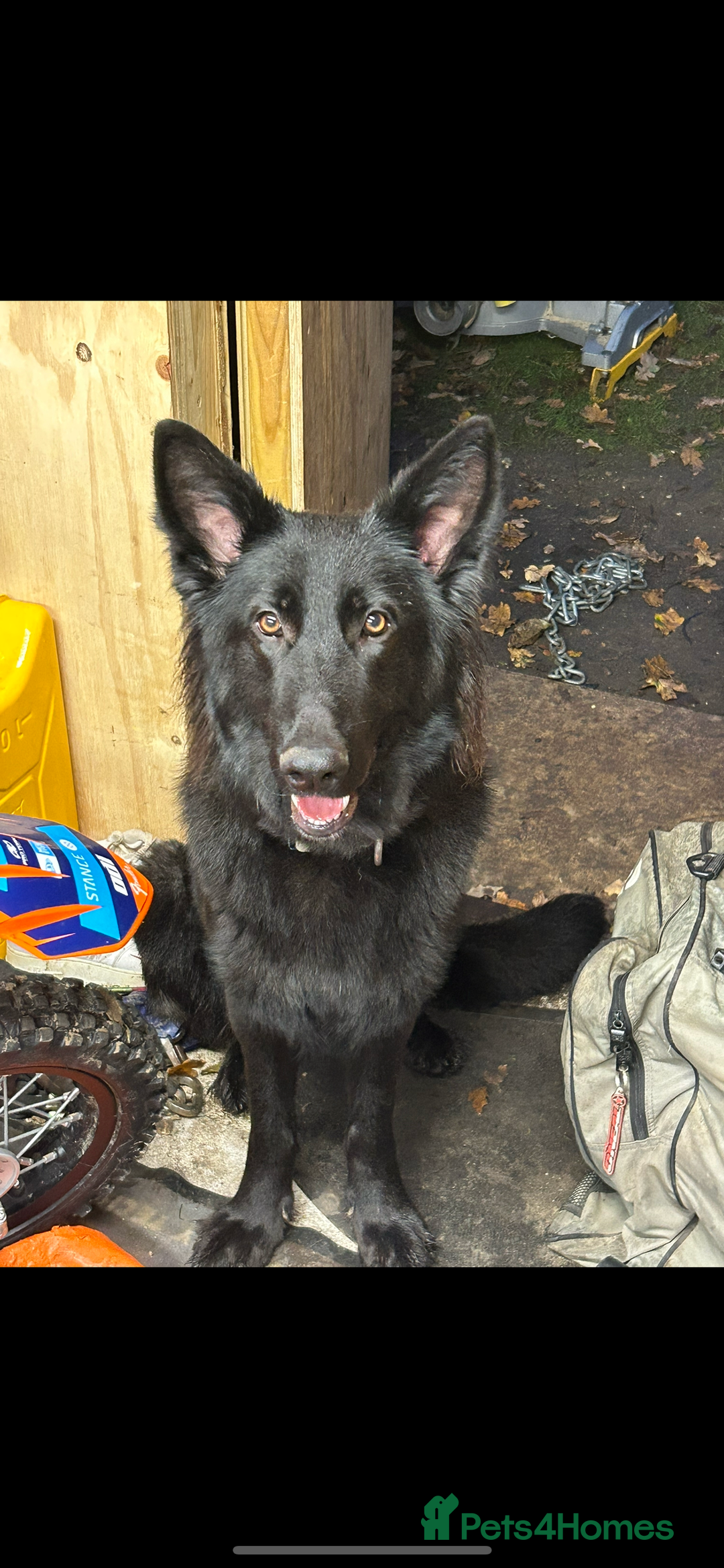 German Shepherd dogs for sale: Beautiful 11 month old gsd looking for home  - Advert 3