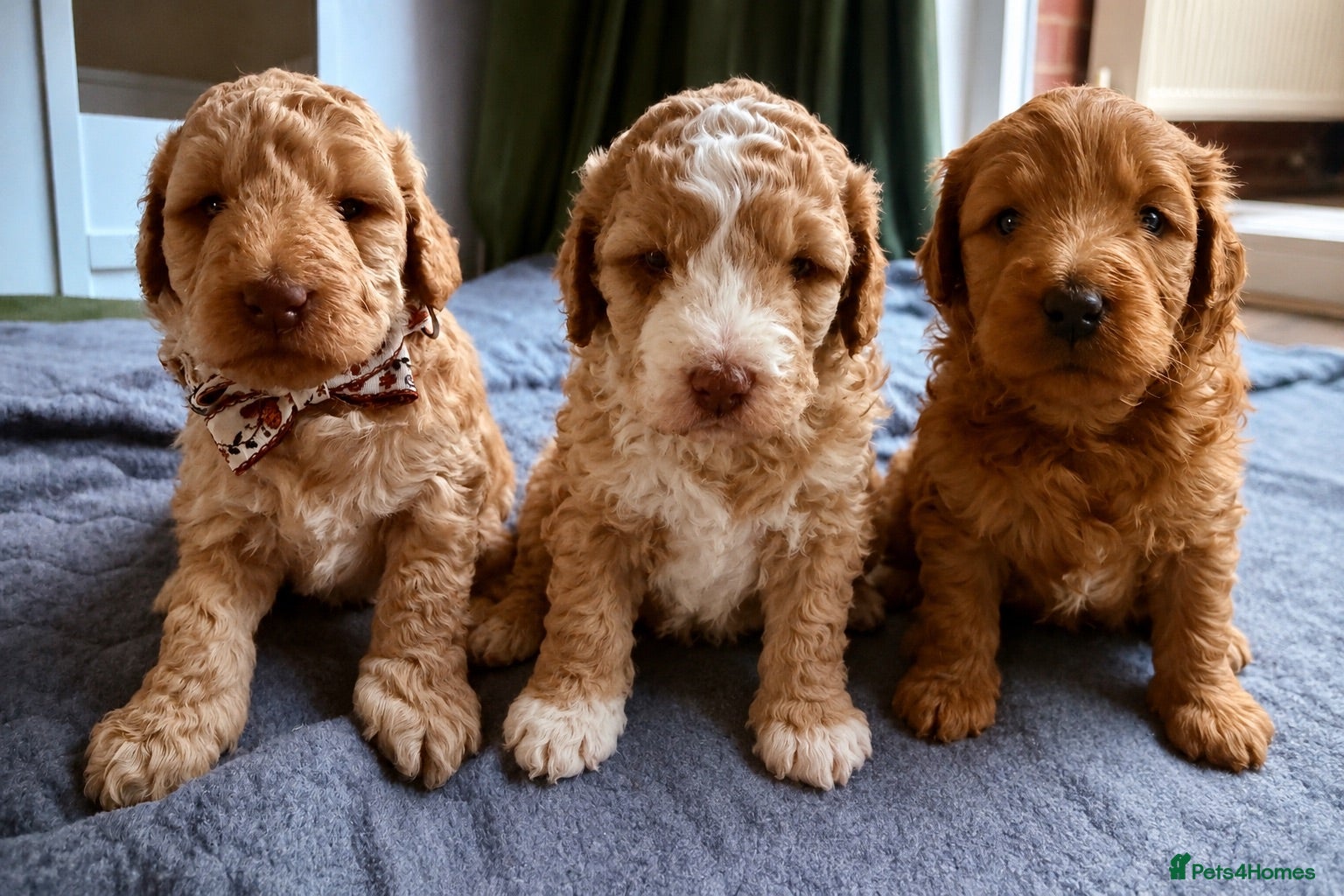 Australian Labradoodle dogs Multigenerational Australian Labradoodle  - Advert 1
