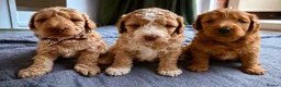 Australian Labradoodle dogs for sale: Multigenerational Australian Labradoodle  - Advert 2