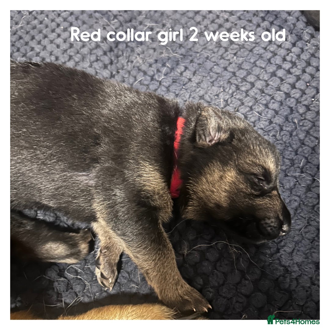 German Shepherd dogs for sale: German shepherd puppies  - Image 17