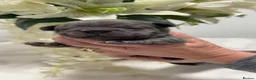 Frug dogs for sale: French bull dogs  - Advert 9