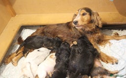 Cocker Spaniel dogs for sale: Beautiful sable show type cocker spaniel puppies - Image 10