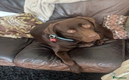 Labrador Retriever dogs for sale: Loki pure Labrador. 2yrs old  - Image 2