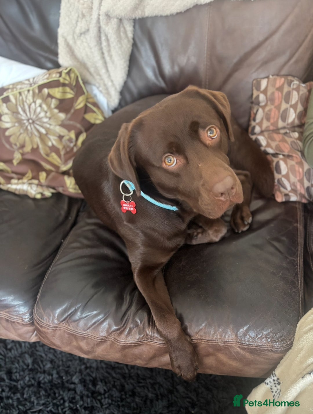Labrador Retriever dogs for sale: Loki pure Labrador. 2yrs old  - Image 2