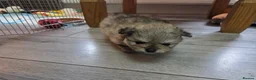 Pomeranian dogs for sale: Pomeranian puppies for sale 🐶🐾 - Advert 10