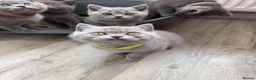 British Shorthair cats for sale: Ready to leave pedigree BSH kittens - Advert 13