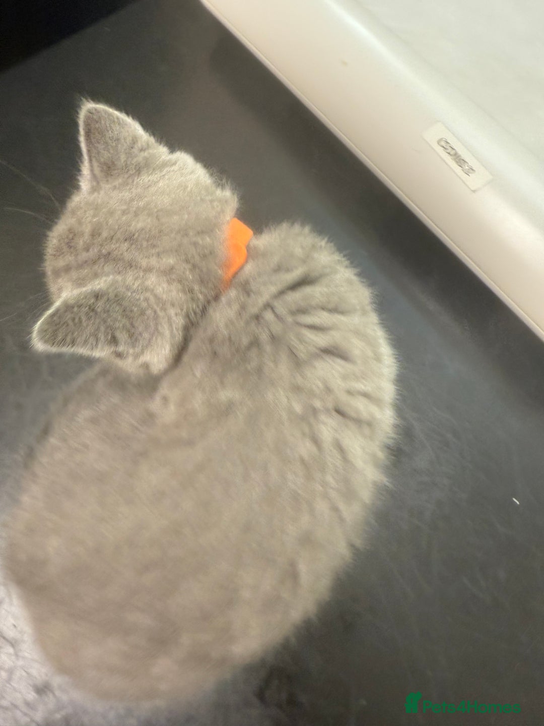 British Shorthair cats for sale: Pedigree BSH Last Female kitten ready to go!! - Image 18