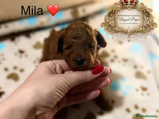 Toy Poodle dogs 5⭐️licensed ESPONJOSO tiny Half Asian Toy Poodle👑 - Advert 18