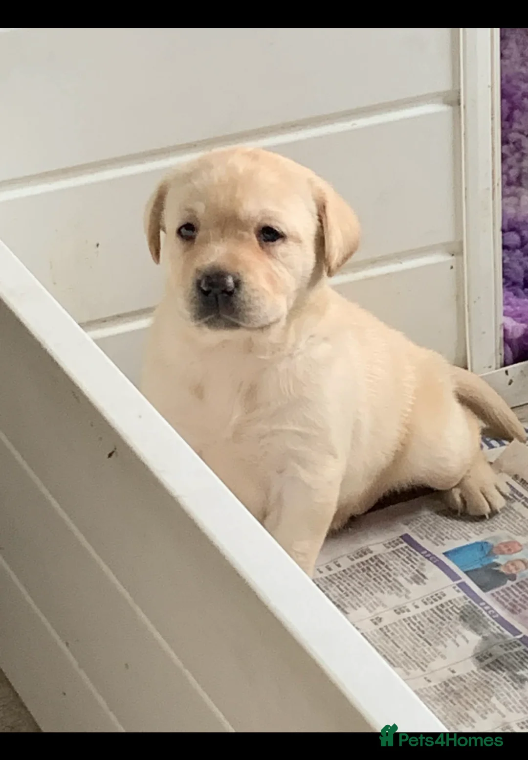 Labrador Retriever dogs for sale: Labrador puppies - Advert 5
