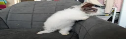 Lionhead rabbits for sale: Fluffy BE Lionhead Rabbits for Sale  - Advert 5