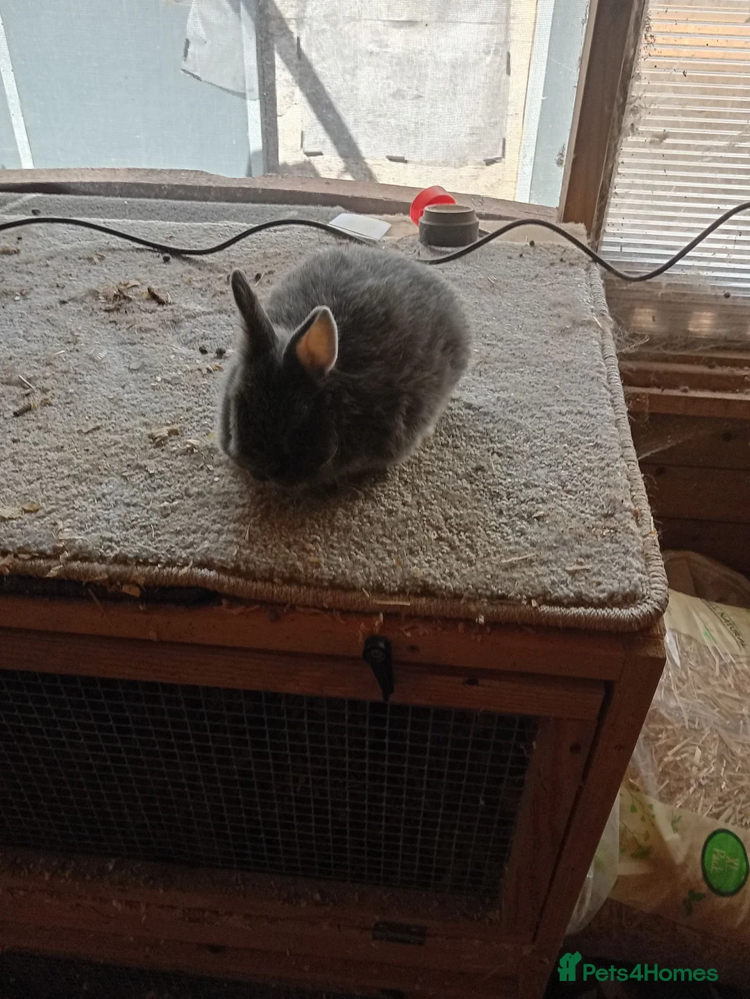 Netherland Dwarf rabbits for sale: Baby Netherland dwarf rabbits  - Advert 1
