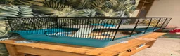 Hamster rodents for sale: male hamster  in Rotherham - Advert 4