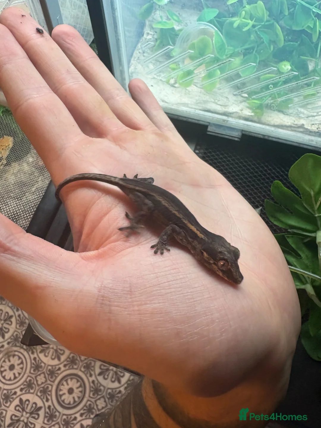 Gecko reptiles for sale: Mix gargle gecko babies  in Wigan - Advert 13