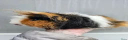 Guinea Pig rodents for sale: Tri swiss boar available for sale - Advert 3