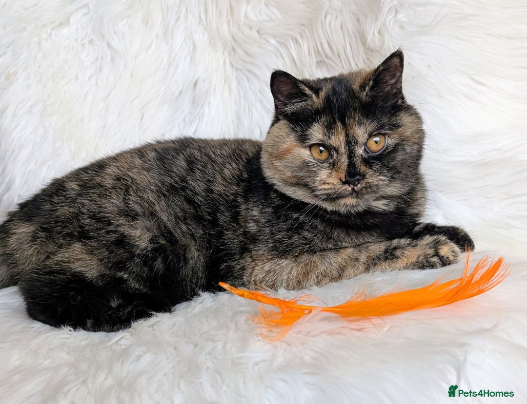 British Shorthair cats for sale: Amazing loving British shorthair kittens  - Image 10