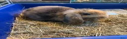 French Lop rabbits for sale: Male and female French lop babies forsale  - Advert 6