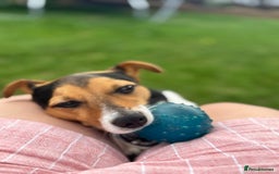Jack Russell dogs for sale: 2yr old JRT **PLEASE read description** - Image 9