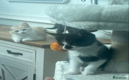 Mixed Breed cats for sale: Smudge and Smidge looking for their forever homes - Image 12