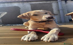 Labrador Retriever dogs for stud: 🌟Stunning Stud Dog Marley – Excellent Nature🌟 - Image 1