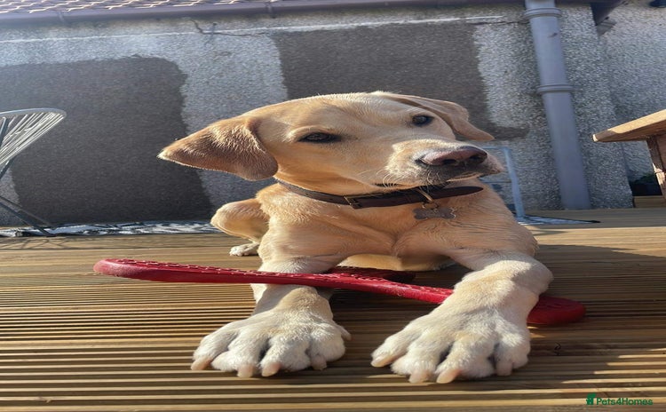 Labrador Retriever dogs - Advert 1