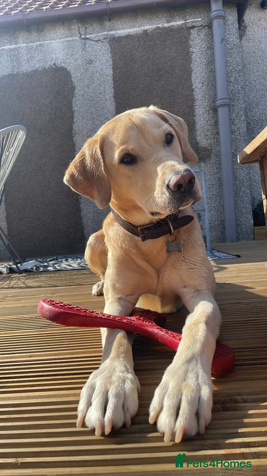 Labrador Retriever dogs for stud: 🌟Stunning Stud Dog Marley – Excellent Nature🌟 - Image 1