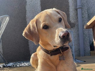 Labrador Retriever dogs - Advert 15