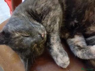 British Shorthair cats Dalmatian kitten - Advert 10