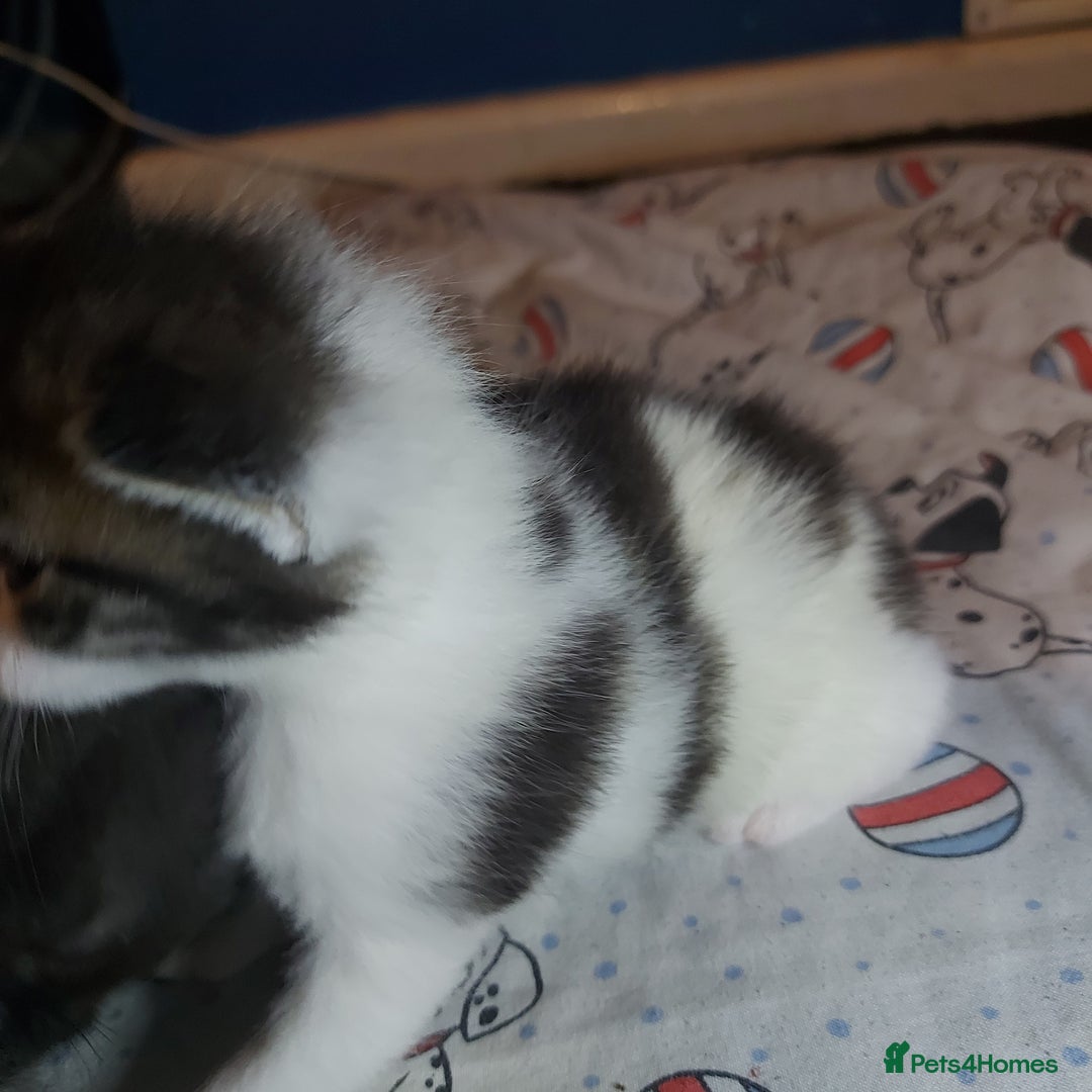 Mixed Breed cats for sale: 4 beautiful kittens - Image 25