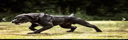 Boerboel dogs for sale: Aggie very very sad sale  in Wingate - Advert 1