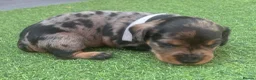Mixed Breed dogs for sale: Beautiful miniature Schnoxie - Advert 19