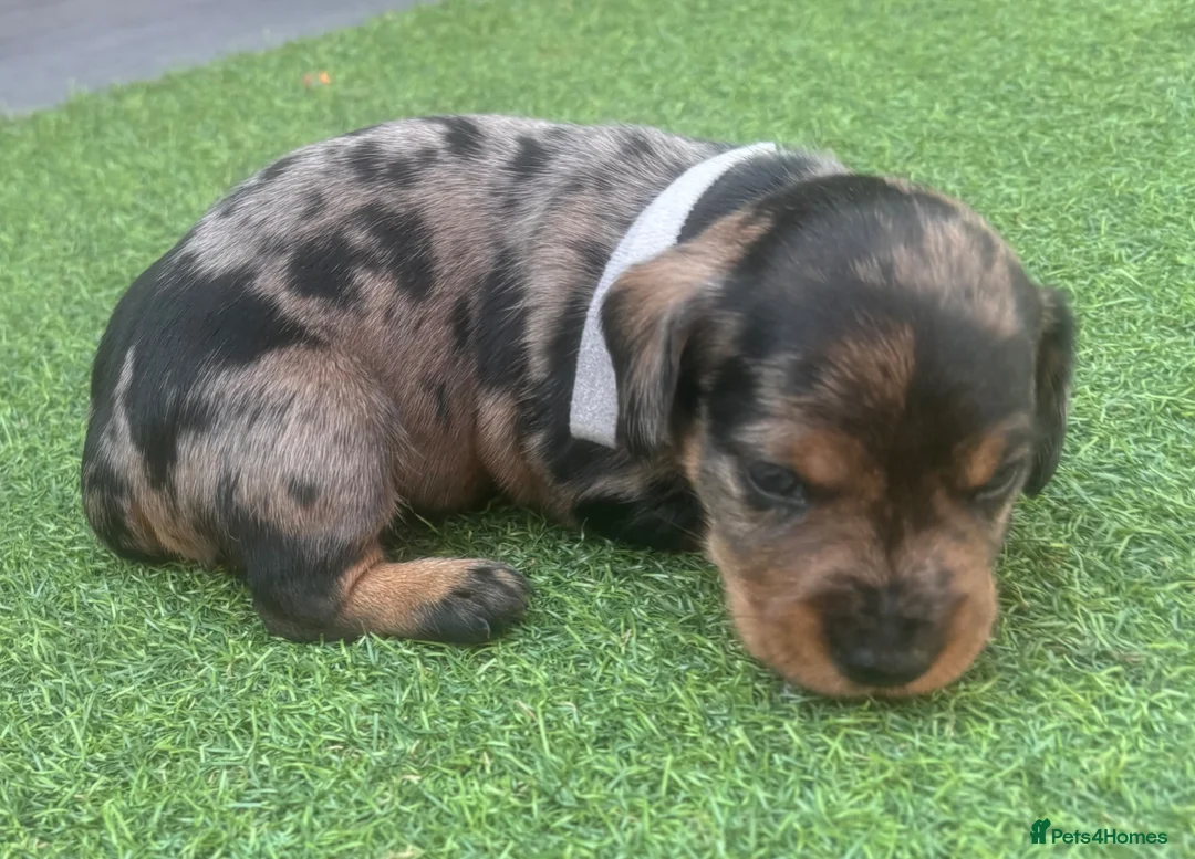 Mixed Breed dogs for sale: Beautiful miniature Schnoxie - Advert 19