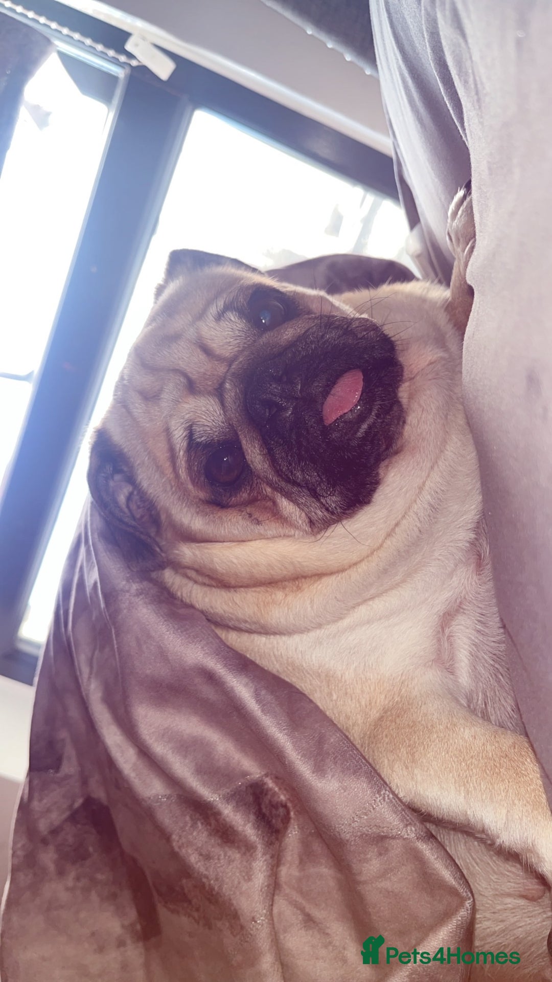 Pug dogs for sale: Skye the pug - Advert 4