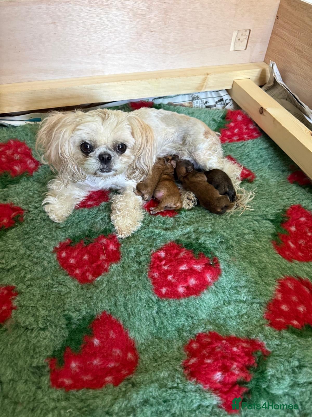 Shih Tzu dogs Incredibly loved Shih Tzu puppies  - Advert 2