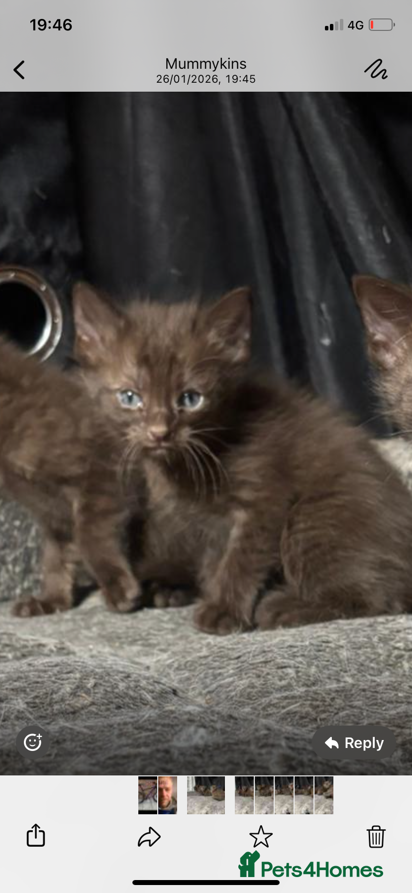 Oriental cats Chocolate orientals for sale - Advert 6