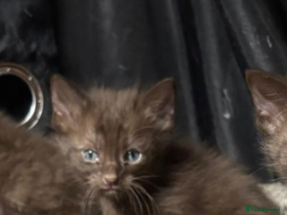 Oriental cats Chocolate orientals for sale - Advert 6